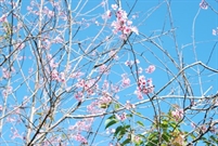 Bấm vào hình để xem slide Show
