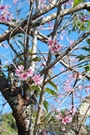 Bấm vào hình để xem slide Show