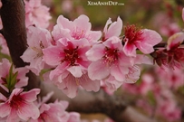Bấm vào hình để xem slide Show