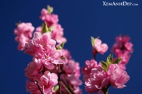 Bấm vào hình để xem slide Show