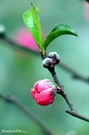 Bấm vào hình để xem slide Show