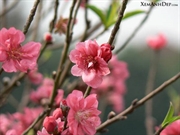 Bấm vào hình để xem slide Show