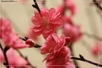 Bấm vào hình để xem slide Show