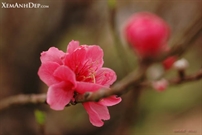 Bấm vào hình để xem slide Show
