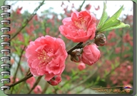 Bấm vào hình để xem slide Show
