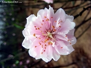 Bấm vào hình để xem slide Show