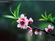 Bấm vào hình để xem slide Show