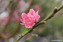 Bấm vào hình để xem slide Show