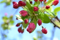 Bấm vào hình để xem slide Show
