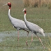 Lumbini – Land of the Sarus Cranes