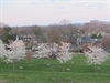 Lễ hội Hoa Anh đào ở Washington DC