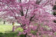 Hoa anh đào lung linh khoe sắc tại Washington D.C.