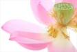 Tâm chúng sinh và tâm Phật
