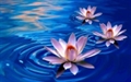 Hương đức hạnh