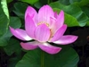 Công đức hỷ xả
