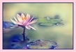 Album: Hương từ