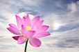 Refuges and Precepts