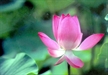 HẠNH PHÚC, THỜI GIAN VÀ CỐT TUỶ SỐNG ĐẠO