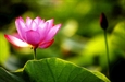 Phương pháp học Phật