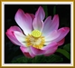 Zhuangzi and Nagarjuna on the Truth of No Truth