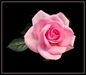 The Doll and The Rose