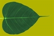 Một cuộc đối thoại giữa 