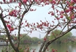 Hái Lộc Đầu Xuân