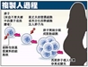依佛法以觀人類胚胎（胎兒）的地位