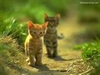 「實驗動物」倫理爭議評述
——兼論東方儒佛二家之動物倫理與折衷的「新福利論」
