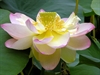 Heart Sutra