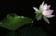 Words of Wisdom from the Heart of a Buddha