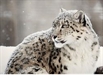 Surprising ally protecting snow leopards: Buddhist monks