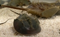 Ecologists Criticize Hong Kong Buddhists for Releasing Horseshoe Crabs to their Death