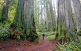 The Interconnected World of Trees