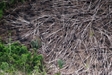 Amazon Rainforest Loss at Highest Level Since 2008, Says Brazil