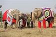 Animal Lovers Knitting Winter Jumbo Jackets for Abused Elephants in Mathura, India