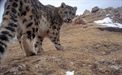 Buddhist Monk Highlights Need for Conservation on the Tibetan Plateau