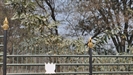 Air Pollution Levels Threaten Birthplace of the Buddha