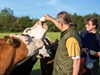 Vegetarian Farmer Saves Beef Cattle from the Slaughterhouse