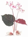 藥性賦淺釋2