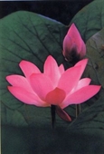 Luật Tỳ Kheo