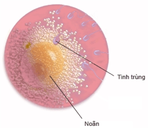 Từ cái nhìn về phôi bào đến những quan điểm tái sanh, luân hồi và trợ tử theo Đạo Phật