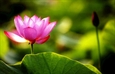 Sự tích Giới Luật