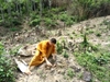 Dự án “Cánh rừng xanh” của một nhà Sư