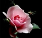 Bông hồng nhớ mẹ