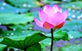 8 đặc tính của hoa sen trong Phật giáo