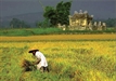 Mantras Played to Rice Crop Stimulate Growth