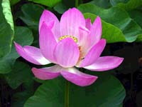 1D6CDFD-lotus.jpg