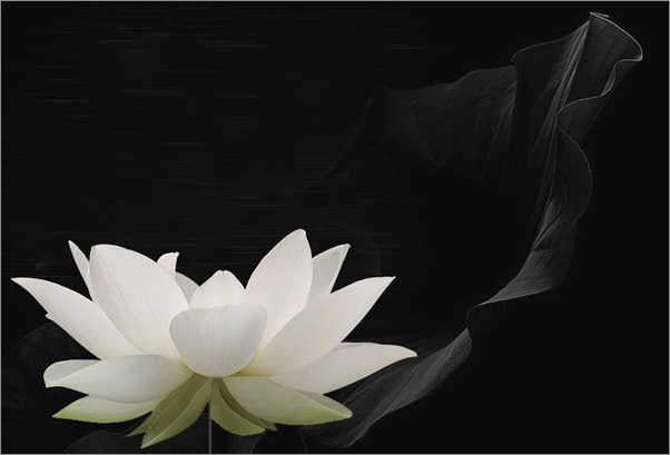 white_lotus
