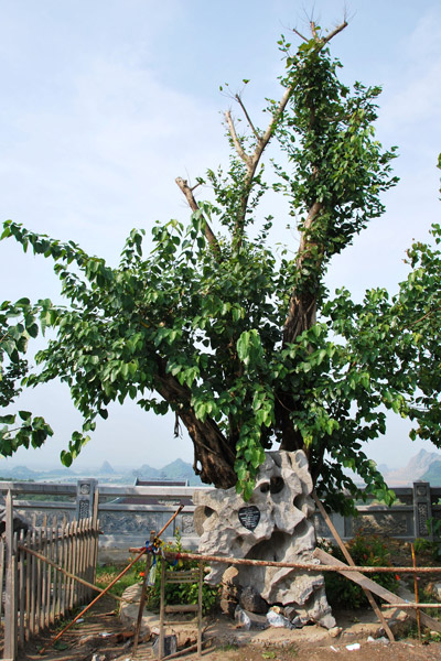 Chùa Bái Đính được công nhận kỷ lục trồng nhiều cây bồ đề nhất. Dịp Đại lễ Phật đản Liên hiệp quốc tại Việt Nam vào ngày 17/5/2008, chùa đã trồng 100 cây bồ đề, chiết từ gốc bồ đề Ấn Độ. Số cây này hện nay đã lên đến hàng ngàn cây mọc xung quanh chùa